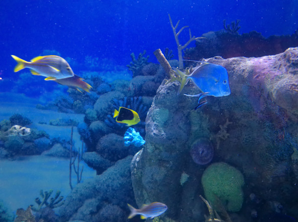 Jenkinson's Aquarium Series 2 (unedited photography, limited edition of 3, displayed in a silver frame) by Michael Hanna