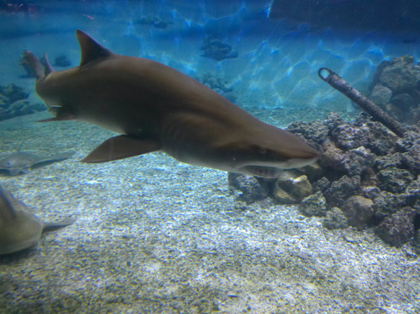 Jenkinson's Aquarium Series 2 (unedited photography, limited edition of 3, displayed in a silver frame) by Michael Hanna