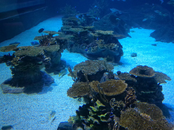 Camden, New Jersey - Adventure Aquarium - Series 1 -11/17/2025 (unedited photography, limited edition of 3, displayed in a silver frame) by Michael Hanna