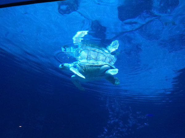 Camden, New Jersey - Adventure Aquarium - Series 1 -11/17/2025 (unedited photography, limited edition of 3, displayed in a silver frame) by Michael Hanna