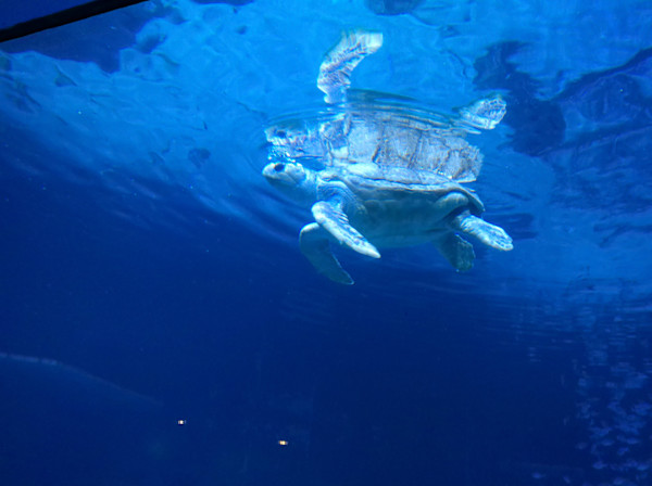 Camden, New Jersey - Adventure Aquarium - Series 1 -11/17/2025 (unedited photography, limited edition of 3, displayed in a silver frame) by Michael Hanna