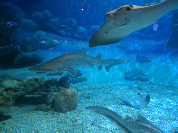 Jenkinson's Aquarium Series 2 (unedited photography, limited edition of 3, displayed in a silver frame) by Michael Hanna