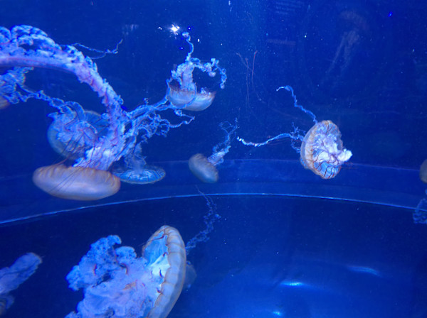 Camden, New Jersey - Adventure Aquarium - Series 1 -11/17/2025 (unedited photography, limited edition of 3, displayed in a silver frame) by Michael Hanna