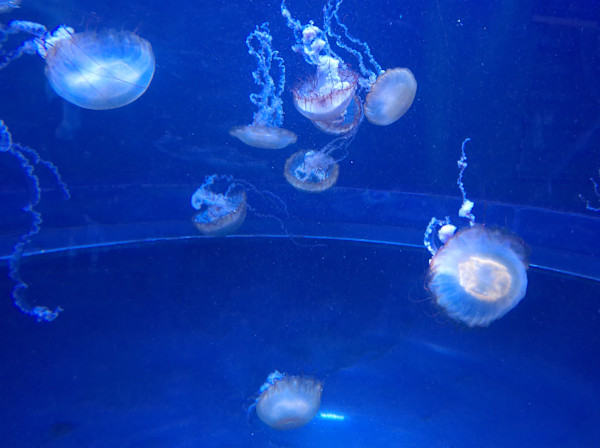 Camden, New Jersey - Adventure Aquarium - Series 1 -11/17/2025 (unedited photography, limited edition of 3, displayed in a silver frame) by Michael Hanna