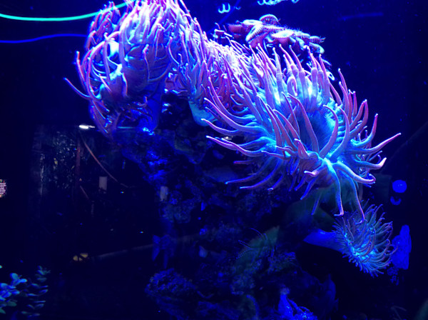 Jenkinson's Aquarium Series 11-14-2025 (unedited photography, limited edition of 3, displayed in a silver frame) by Michael Hanna