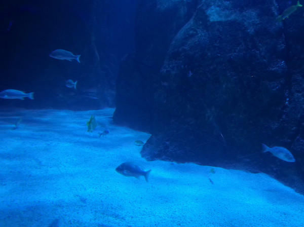 Camden, New Jersey - Adventure Aquarium - Series 1 -11/17/2025 (unedited photography, limited edition of 3, displayed in a silver frame) by Michael Hanna