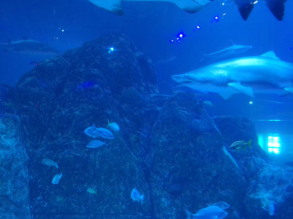 Camden, New Jersey - Adventure Aquarium - Series 1 -11/17/2025 (unedited photography, limited edition of 3, displayed in a silver frame) by Michael Hanna