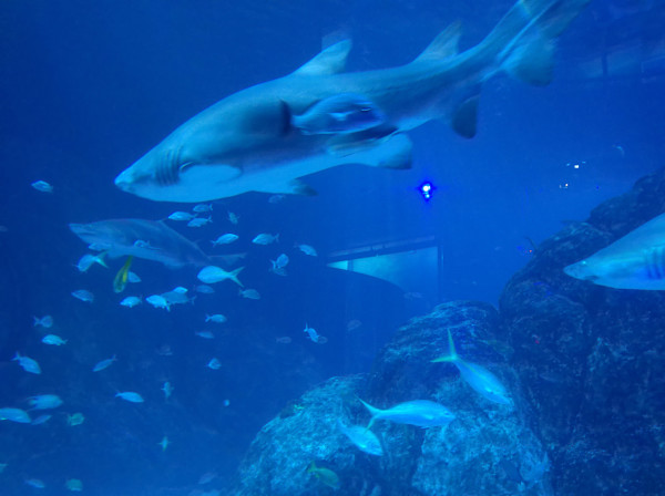 Camden, New Jersey - Adventure Aquarium - Series 1 -11/17/2025 (unedited photography, limited edition of 3, displayed in a silver frame) by Michael Hanna