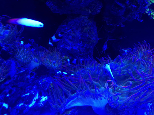 Jenkinson's Aquarium Series 11-14-2025 (unedited photography, limited edition of 3, displayed in a silver frame) by Michael Hanna