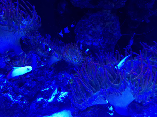 Jenkinson's Aquarium Series 11-14-2025 (unedited photography, limited edition of 3, displayed in a silver frame) by Michael Hanna