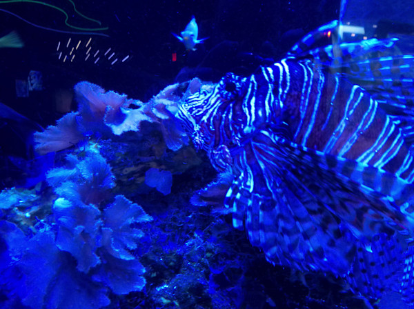 Jenkinson's Aquarium Series 11-14-2025 (unedited photography, limited edition of 3, displayed in a silver frame) by Michael Hanna