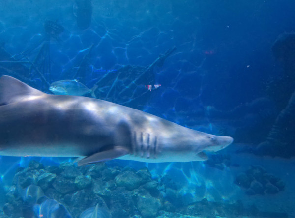 Jenkinson's Aquarium / Point Pleasant Beach Series 1 (unedited photography, limited edition of 3, displayed in a silver frame) by Michael Hanna