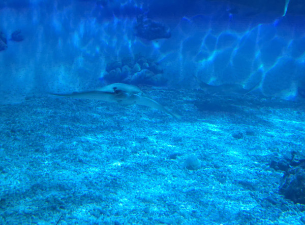 Jenkinson's Aquarium / Point Pleasant Beach Series 1 (unedited photography, limited edition of 3, displayed in a silver frame) by Michael Hanna