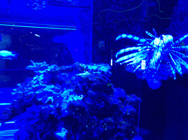 Jenkinson's Aquarium / Point Pleasant Beach Series 1 (unedited photography, limited edition of 3, displayed in a silver frame) by Michael Hanna