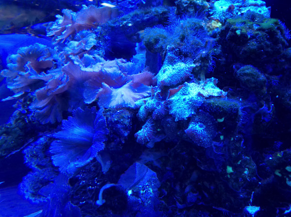 Jenkinson's Aquarium Series 11-14-2025 (unedited photography, limited edition of 3, displayed in a silver frame) by Michael Hanna