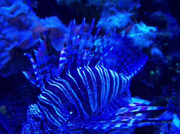 Jenkinson's Aquarium Series 11-14-2025 (unedited photography, limited edition of 3, displayed in a silver frame) by Michael Hanna