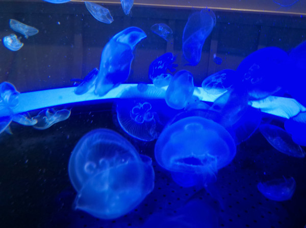 Jenkinson's Aquarium / Point Pleasant Beach Series 1 (unedited photography, limited edition of 3, displayed in a silver frame) by Michael Hanna