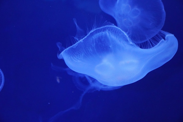 Adventure Aquarium / Jenkinson's Aquarium 12/10/2025 by Michael Hanna