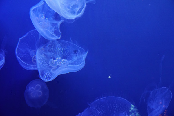 Adventure Aquarium / Jenkinson's Aquarium 12/10/2025 by Michael Hanna