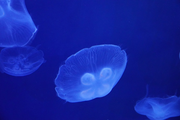 Adventure Aquarium / Jenkinson's Aquarium 12/10/2025 by Michael Hanna