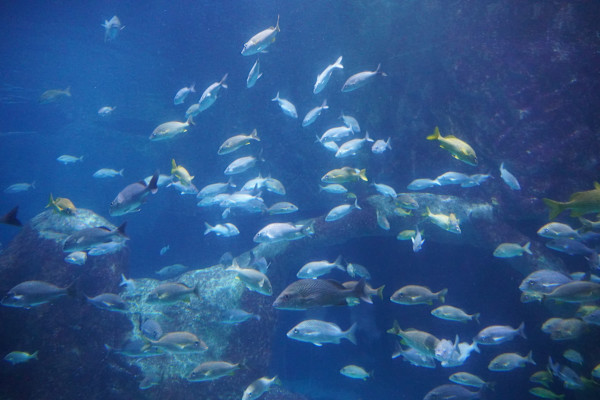 Adventure Aquarium / Jenkinson's Aquarium 12/10/2025 by Michael Hanna