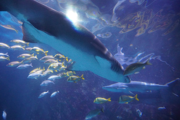 Adventure Aquarium / Jenkinson's Aquarium 12/10/2025 by Michael Hanna