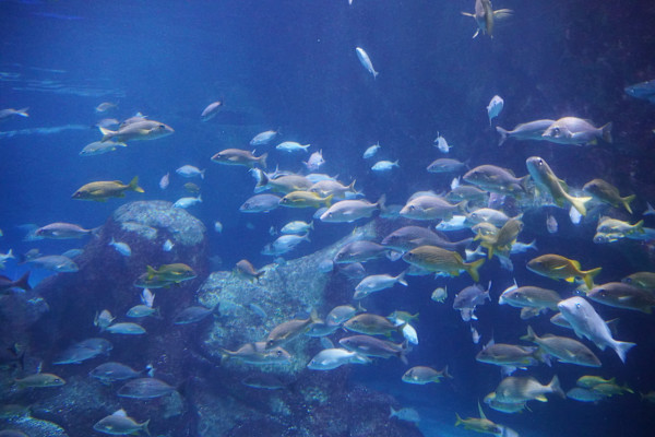 Adventure Aquarium / Jenkinson's Aquarium 12/10/2025 by Michael Hanna