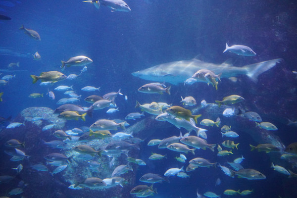 Adventure Aquarium / Jenkinson's Aquarium 12/10/2025 by Michael Hanna