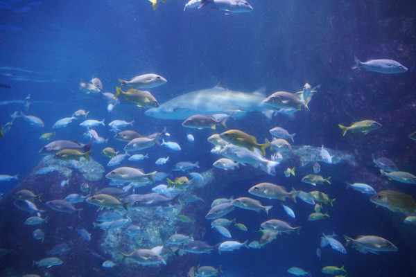 Adventure Aquarium / Jenkinson's Aquarium 12/10/2025 by Michael Hanna