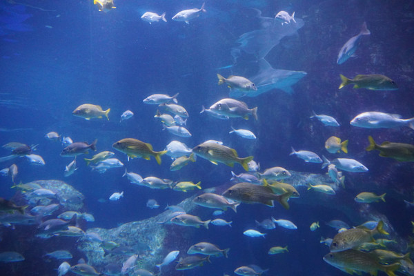 Adventure Aquarium / Jenkinson's Aquarium 12/10/2025 by Michael Hanna