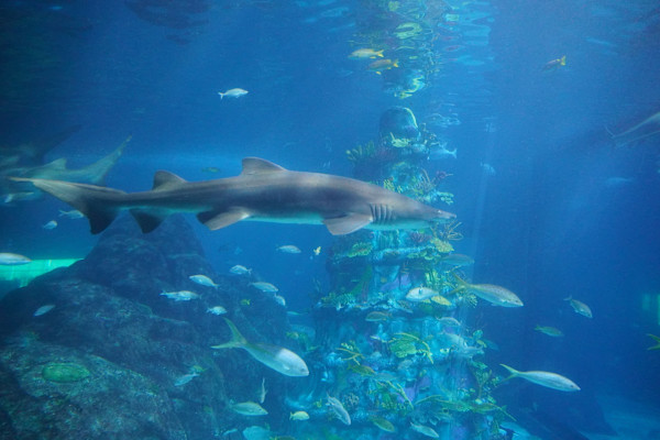 Adventure Aquarium / Jenkinson's Aquarium 12/10/2025 by Michael Hanna