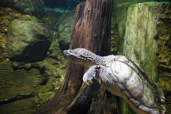 Adventure Aquarium / Jenkinson's Aquarium 12/10/2025 by Michael Hanna