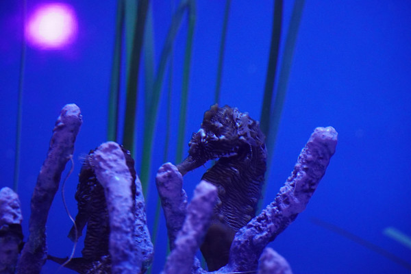 Adventure Aquarium / Jenkinson's Aquarium 12/10/2025 by Michael Hanna