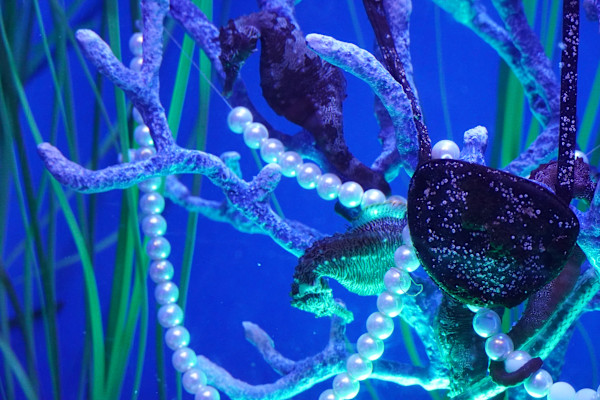 Adventure Aquarium / Jenkinson's Aquarium 12/10/2025 by Michael Hanna