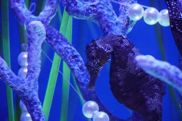 Adventure Aquarium / Jenkinson's Aquarium 12/10/2025 by Michael Hanna