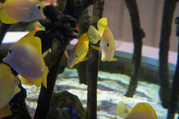 Adventure Aquarium / Jenkinson's Aquarium 12/10/2025 by Michael Hanna