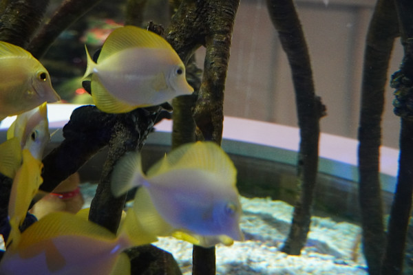 Adventure Aquarium / Jenkinson's Aquarium 12/10/2025 by Michael Hanna