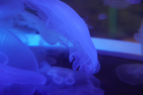 Adventure Aquarium / Jenkinson's Aquarium 12/10/2025 by Michael Hanna