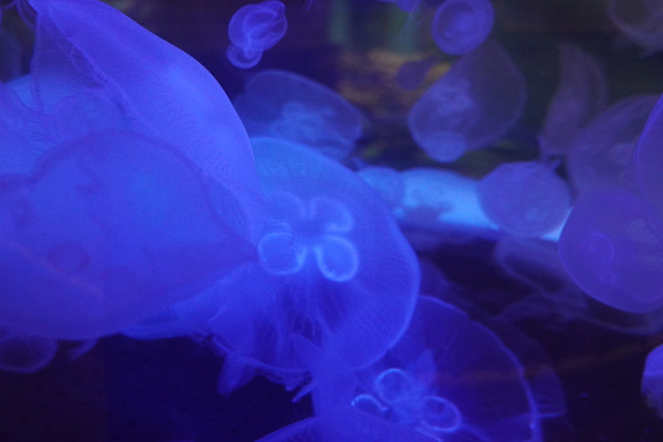 Adventure Aquarium / Jenkinson's Aquarium 12/10/2025 by Michael Hanna