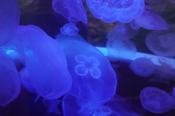 Adventure Aquarium / Jenkinson's Aquarium 12/10/2025 by Michael Hanna