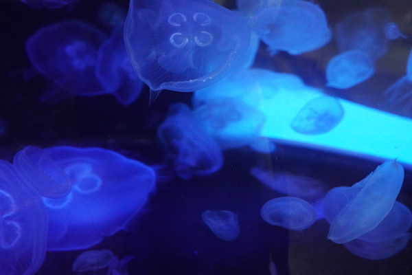 Adventure Aquarium / Jenkinson's Aquarium 12/10/2025 by Michael Hanna