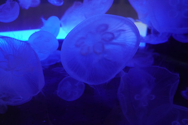 Adventure Aquarium / Jenkinson's Aquarium 12/10/2025 by Michael Hanna