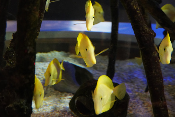 Adventure Aquarium / Jenkinson's Aquarium 12/10/2025 by Michael Hanna