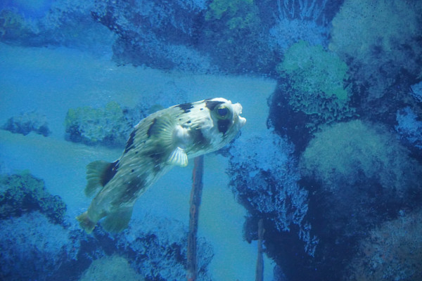 Adventure Aquarium / Jenkinson's Aquarium 12/10/2025 by Michael Hanna