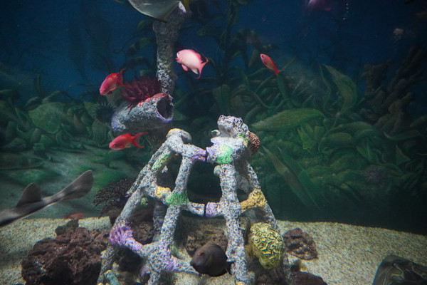 Adventure Aquarium / Jenkinson's Aquarium 12/10/2025 by Michael Hanna