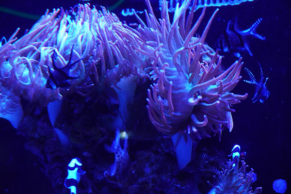 Adventure Aquarium / Jenkinson's Aquarium 12/10/2025 by Michael Hanna