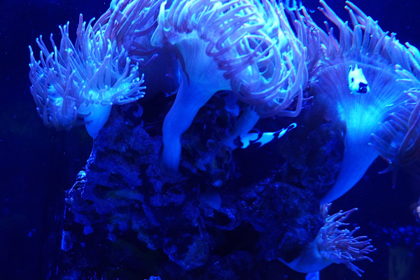 Adventure Aquarium / Jenkinson's Aquarium 12/10/2025 by Michael Hanna