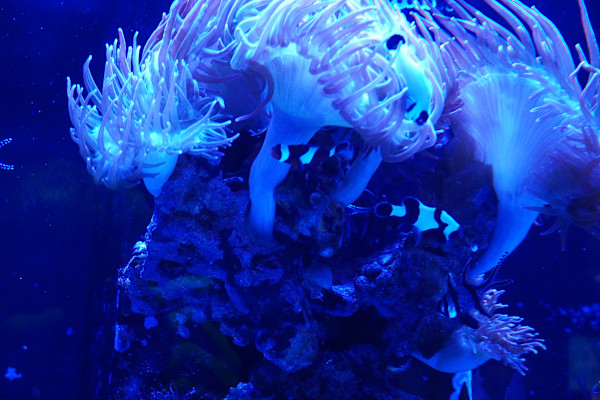 Adventure Aquarium / Jenkinson's Aquarium 12/10/2025 by Michael Hanna