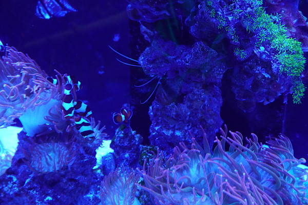 Adventure Aquarium / Jenkinson's Aquarium 12/10/2025 by Michael Hanna