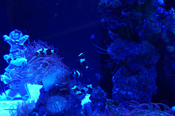 Adventure Aquarium / Jenkinson's Aquarium 12/10/2025 by Michael Hanna